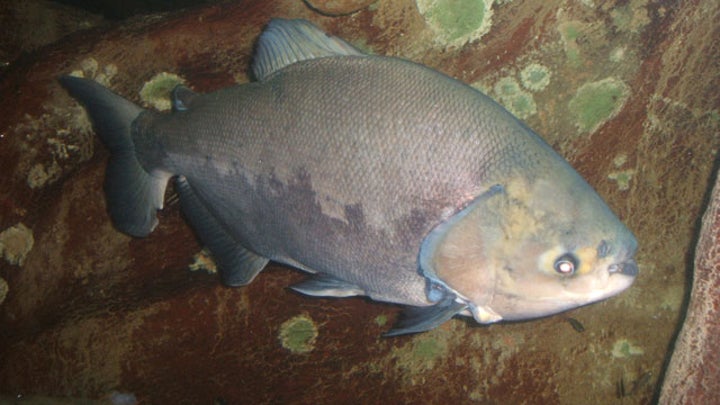 Testicle-Biting Fish Found in Sweden