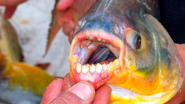 South American 'Nutcracker' Fish Found in Paris