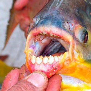 nutcracker pacu seine river paris testicles bite