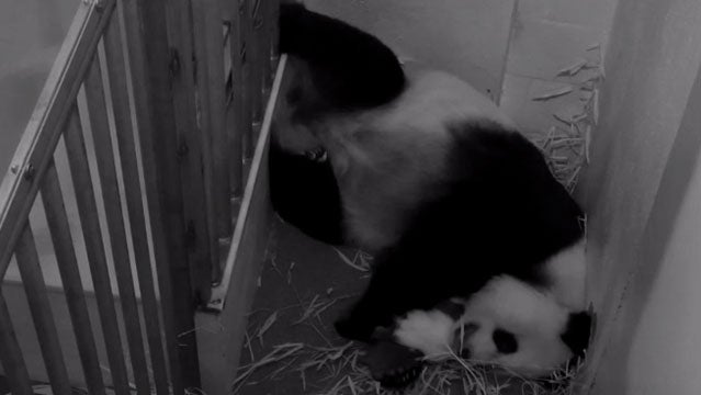 Smithsonian's Panda Cam Will Go Dark With Shutdown