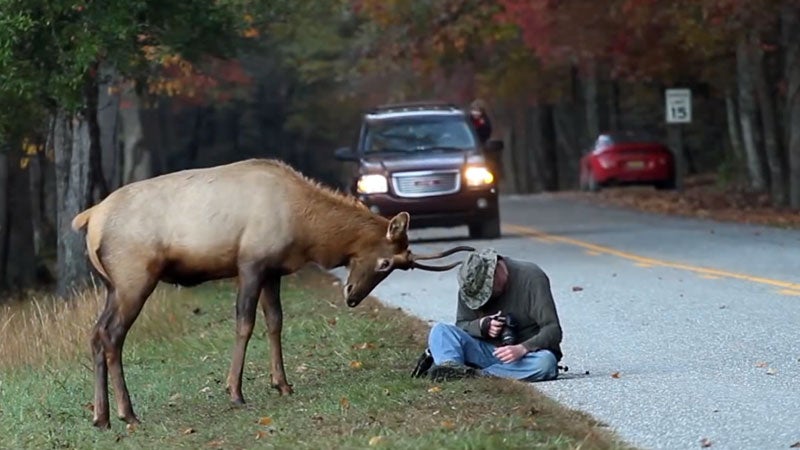 young bull elk great smoky moun