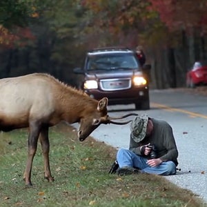 young bull elk great smoky moun