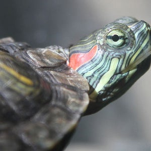 Rodents and a snake purchased from a pet store were cooked and eaten; a red-eared slider turtle survived.