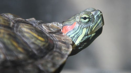 Rodents and a snake purchased from a pet store were cooked and eaten; a red-eared slider turtle survived.