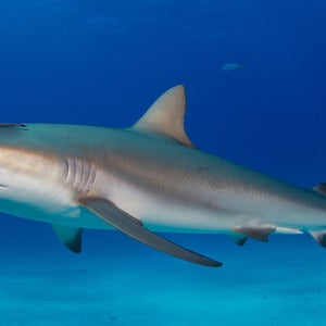 Reef shark
