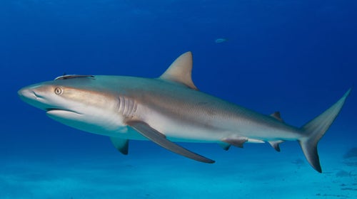 Reef shark