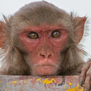 florida silver spring silver river tarzan rhesus monkeys