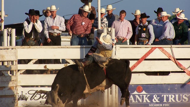 bull rodeo escapes dakota state fair injures