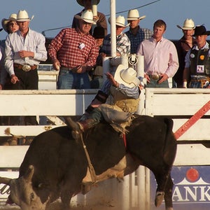 bull rodeo escapes dakota state fair injures