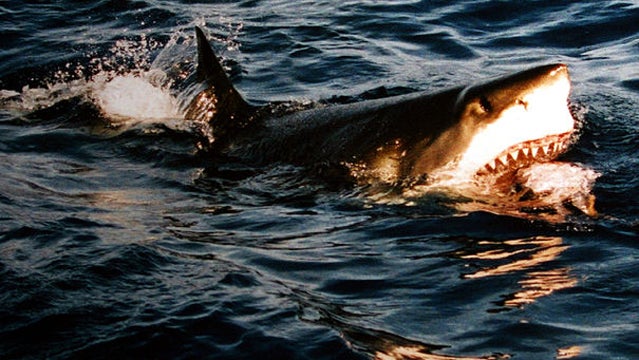 Shark Attacks Surfer Off Hawaii