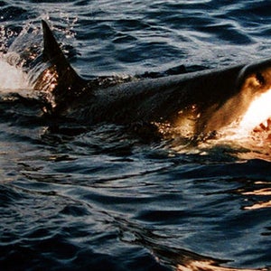 shark attack death killed recife gobbi bruna brazil