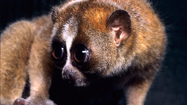 slow loris kyoto school of medecine kaneko sperm bank freeze dry