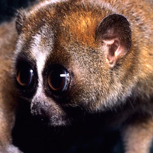 slow loris kyoto school of medecine kaneko sperm bank freeze dry