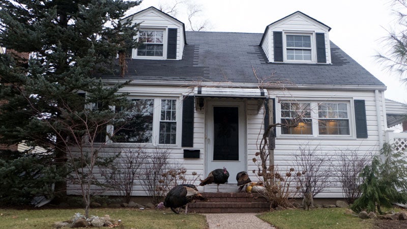 Wild turkeys on Staten Island