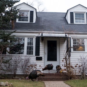 Wild turkeys on Staten Island