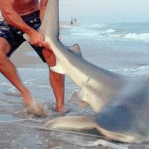 sudal elliot shark 7 foot 7-foot shark wresling nantucket