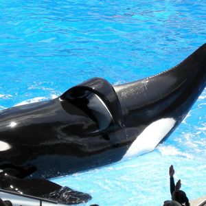 Tilikum, SeaWorld's largest orca at 12,000 pounds, has killed at least two people.