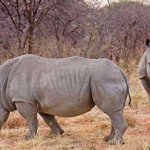 White Rhinos africa