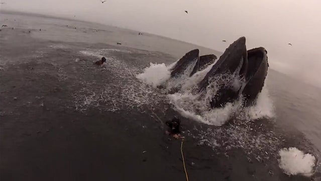 whale almost eats divers california humpback humpbacks