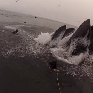 whale almost eats divers california humpback humpbacks