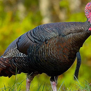 turkey wild eastern us