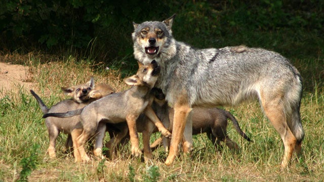 A wolf and her pups.