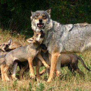 A wolf and her pups.
