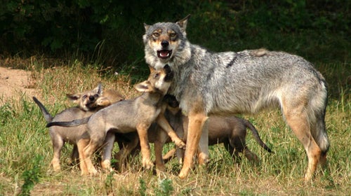 A wolf and her pups.