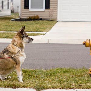 Dogs may align themselves with Earth's magnetic field when they poop or pee.