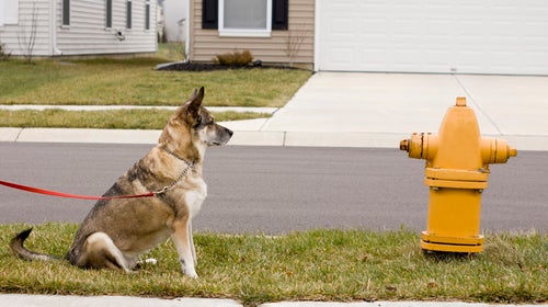 Dogs may align themselves with Earth's magnetic field when they poop or pee.