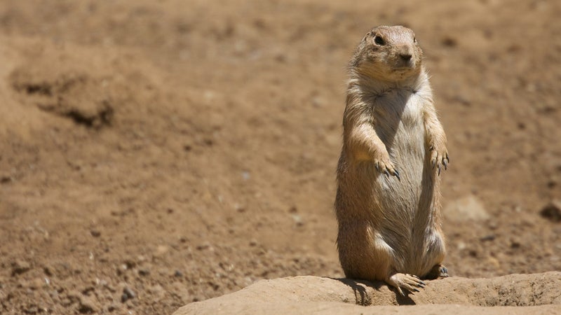 Black-tailed prairie dogs will do the wave together to avoid being eaten.
