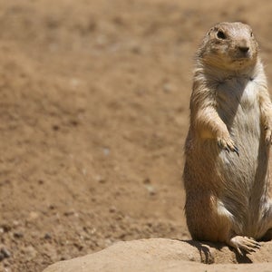 Black-tailed prairie dogs will do the wave together to avoid being eaten.