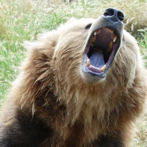 More than three quarters of the world's predators are in decline, a new study says.