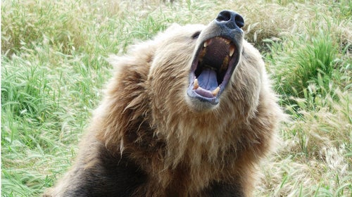 More than three quarters of the world's predators are in decline, a new study says.