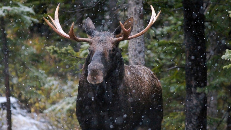 Two snowboarders who chased a moose down Whitefish Mountain Resort last month now face a $225 fine.