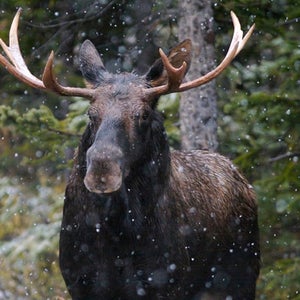 Two snowboarders who chased a moose down Whitefish Mountain Resort last month now face a $225 fine.