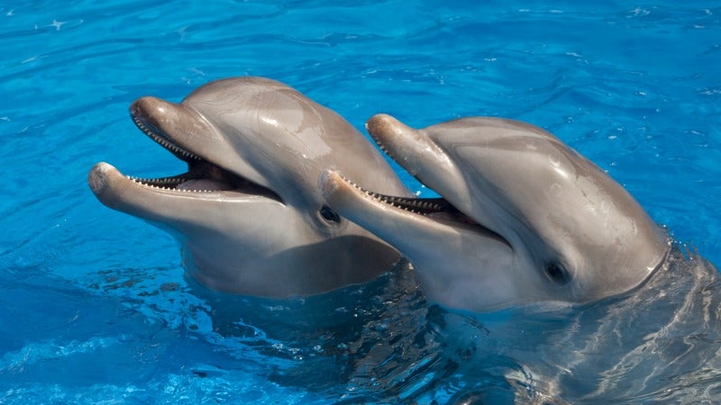 UPDATE: Dolphins Slaughtered in Japan