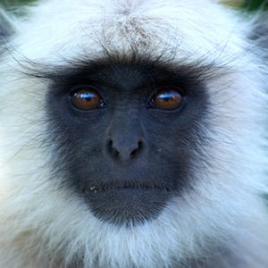 USDA fined Harvard $24,000 on Wednesday for repeated animal welfare violations, including the deaths of four monkeys.