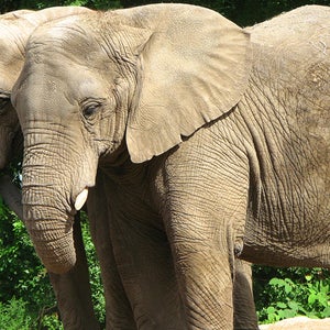 About 75 percent of African elephants in U.S. zoos are overweight, according to a new study.