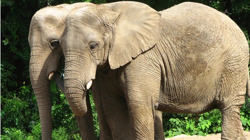 About 75 percent of African elephants in U.S. zoos are overweight, according to a new study.