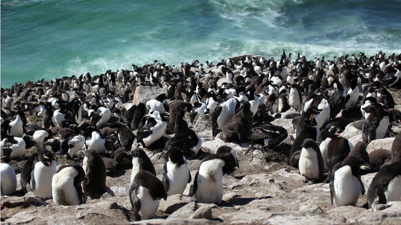 A striated caracara captured the first-ever aerial footage of a rockhopper penguin colony shot by a bird.