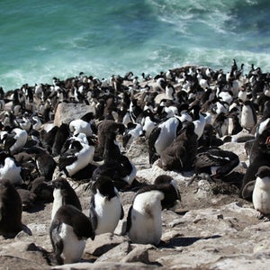 A striated caracara captured the first-ever aerial footage of a rockhopper penguin colony shot by a bird.
