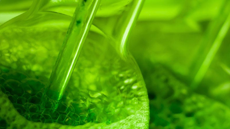 algae biofuels minutes clean process