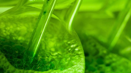 algae biofuels minutes clean process