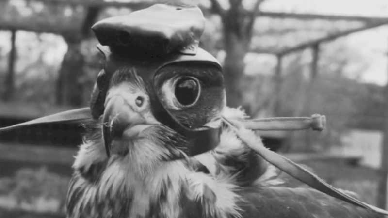 falcon hunting tactics amador kane study flight eagle cam birds eye pov