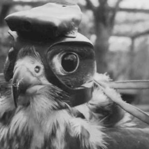 falcon hunting tactics amador kane study flight eagle cam birds eye pov