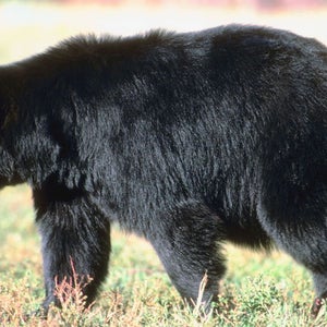 Bear paws are considered gourmet delicacies by some people.