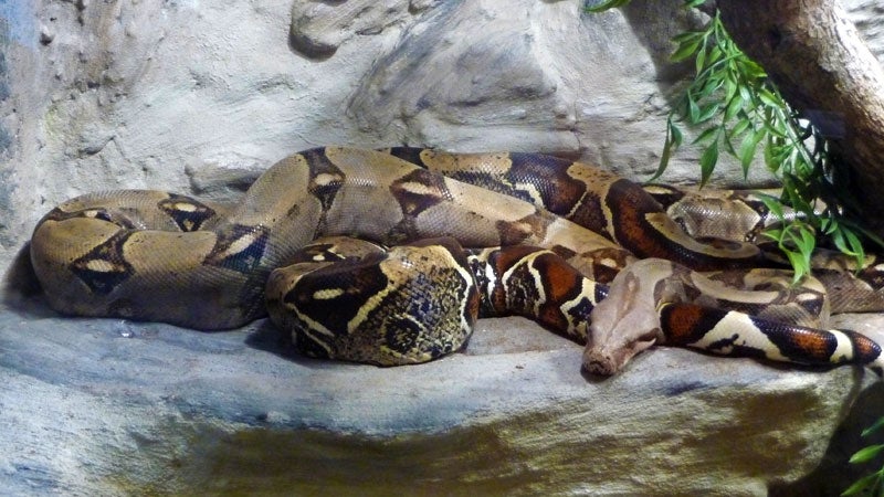 boa constrictor snake couch wright grand rapids michigan