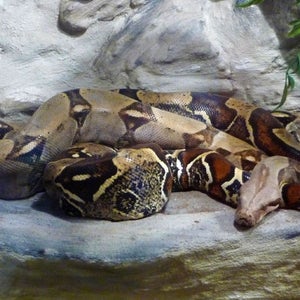 boa constrictor snake couch wright grand rapids michigan