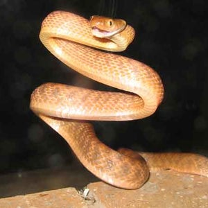 brown tree snake guam tylenol pain killers parachute